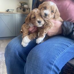 Boy 2 - Goldendoodle puppy in Salem, Utah from Pond Town Pups