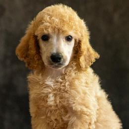 Purple Collar - Apricot female Poodle puppy in Grimsley, Tennessee from Above Standard Poodles