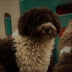 Spanish Water Dog Puppies from LIJA Spanish Water Dogs