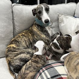 Whippet Puppies from Rainbow Whippets