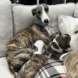Whippet Puppies from Rainbow Whippets
