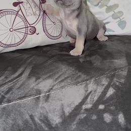 Girl 1 - Cream female French Bulldog puppy in Reading, Pennsylvania from Lomi Kennel