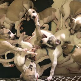 Whippet Puppies from Timbreblue Whippets
