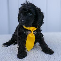 Guinness - Black and white male Cavapoo puppy in Apopka, Florida from Rae Precious Puppies