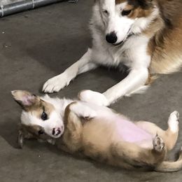 Border Collie Puppies from Burke BC’s