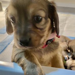 Female 1- pink collar - Cream female Dachshund puppy in Fostoria, Michigan from Jensen Dobermans and Dachshunds