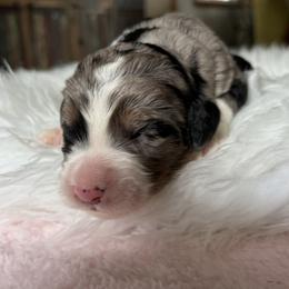 Grace - female Aussiedoodle puppy in Rochester, Massachusetts from Harmony Hill Doodles