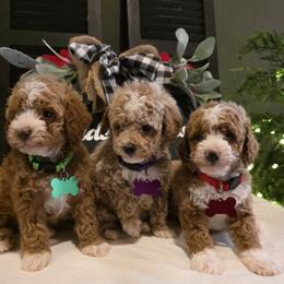 Poodle puppies from 4goldendoodles