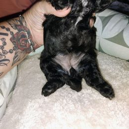 Tokyo - Black female Poodle puppy in Winter Haven, Florida from Polk County Peekapoos