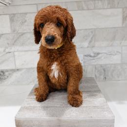 Fanta - Red  female Poodle puppy in Mesa, Arizona from Desert Doodles