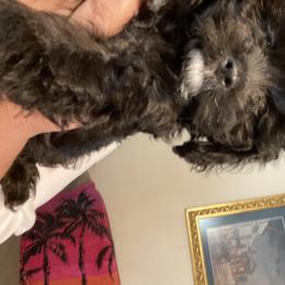 Cavapoo Puppies from Bubble-ishous Cavapoos