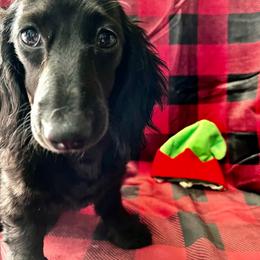 Ebony - Dachshund