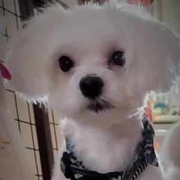 Napoleon - Maltese