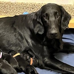 Flat-Coated Retriever and Golden Retriever Puppies from LaDean Faris
