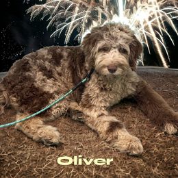 Oliver - Aussiedoodle