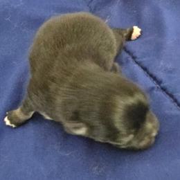 Clover - Black and tan female Pomeranian puppy in Riesel, Texas from Petite Poms