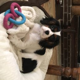 Cavalier King Charles Spaniel Puppies from Lockwood Cavaliers