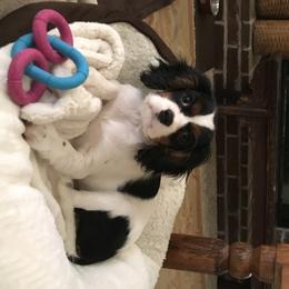 Cavalier King Charles Spaniel Puppies from Lockwood Cavaliers