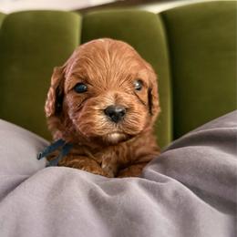 August - Red male Cavapoo puppy in Spanish Fork, Utah from Poseydoodle