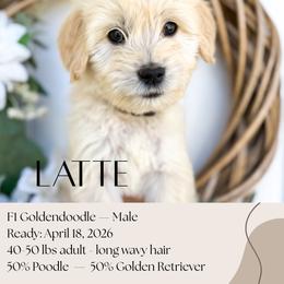 Latte - Apricot male Goldendoodle puppy in Wilson, North Carolina from Cedar Creek Doodles
