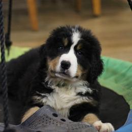 Stevie - Black rust and white male Bernese Mountain Dog puppy in Walnut Creek, Ohio from Emerald Acres Bernese
