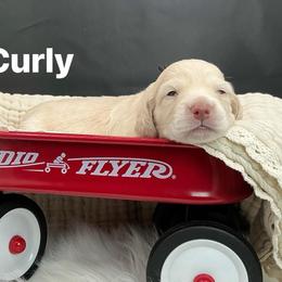 Curly - Cream male Dachshund puppy in Saginaw, Texas from Saginaw Dachshunds
