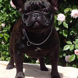 French Bulldogs from Morgenstern's French Bulldogs