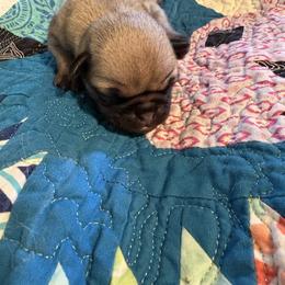 Hersey - Fawn female Pug puppy in Hanover, Virginia from Pure Pugs
