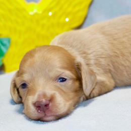 Lottie - Cream female Dachshund puppy in Bellville, Ohio from JK Mini Doxies
