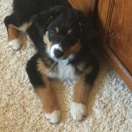 Australian Shepherd Puppies from Oak Island Australian Shepherds