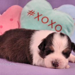 Australian Shepherd Puppies from Dovehawk Australian Shepherds