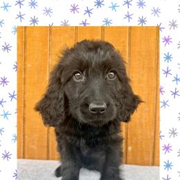 Agatha - Black female Goldendoodle puppy in Caddo Mills, Texas from Fire Wife Doodles