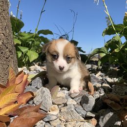 Pembroke Welsh Corgi Puppies from Whistling Wind Corgi’s