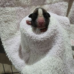 Female 2 - Fawn female Boxer puppy in Warsaw, New York from Hillview Kennels