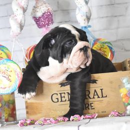 Bulldog Puppies from Dampier Bulldogs Mo