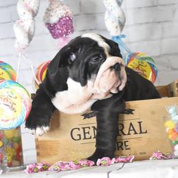 Bulldog Puppies from Dampier Bulldogs Mo