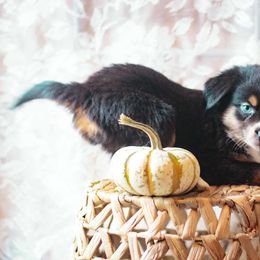 Kraken - Black tri female Miniature American Shepherd puppy in Olive Hill, Kentucky from SaturnMoon MAS & BC