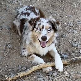 Scotch - Australian Shepherd