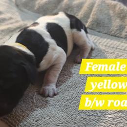 Yellow 1 - Black roan female German Shorthaired Pointer puppy in Dahlonega, Georgia from Pointer Mountain Bird Dogs
