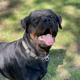 Clyde  - Rottweiler