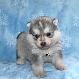 Miles - Gray and white male Pomsky puppy in Stockton, Utah from Mischa Nelson