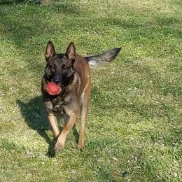Madusa - Belgian Malinois