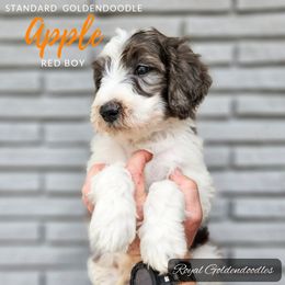 Apple - Merle Goldendoodle puppy in El Campo, Texas from Royal Goldendoodles