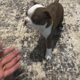 Chocolate Boy - Red female Boston Terrier puppy in Mc Donough, Georgia from Ballard Boston Terriers