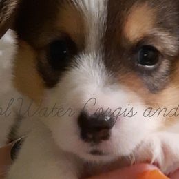 Princess - White and black Pembroke Welsh Corgi puppy in Kiowa, Colorado from Cool Water Corgis LLC