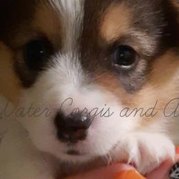 Princess - White and black Pembroke Welsh Corgi puppy in Kiowa, Colorado from Cool Water Corgis LLC