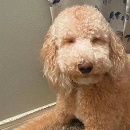 BudBud - Goldendoodle