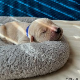 Boy 7 - Vlad Dark Blue collar - Golden male Golden Retriever puppy in Amherst, Virginia from Clearvu Kennels