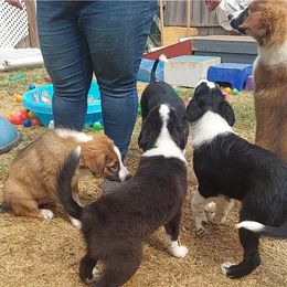 English Shepherd Puppies from Damato's English Shepherds
