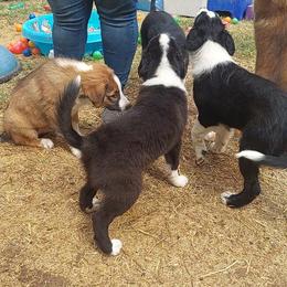 English Shepherd Puppies from Damato's English Shepherds